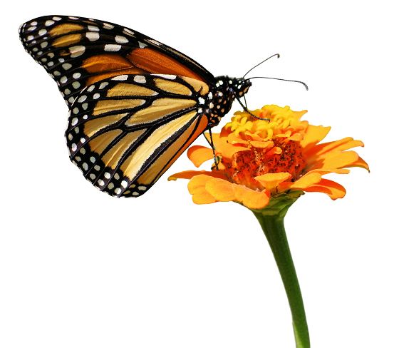 monarch butterfly on a flower